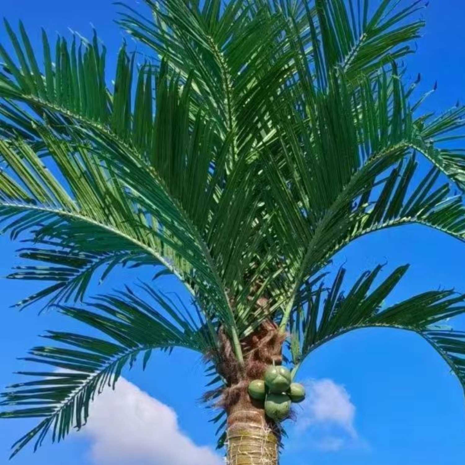 Artificial Coconut Palm Trees for Sale