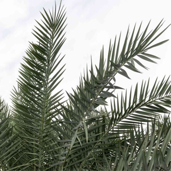 Artificial Date Palm