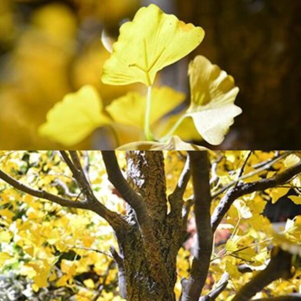 Artificial Gingko Tree