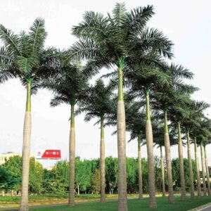 Artificial Royal Palm Tree