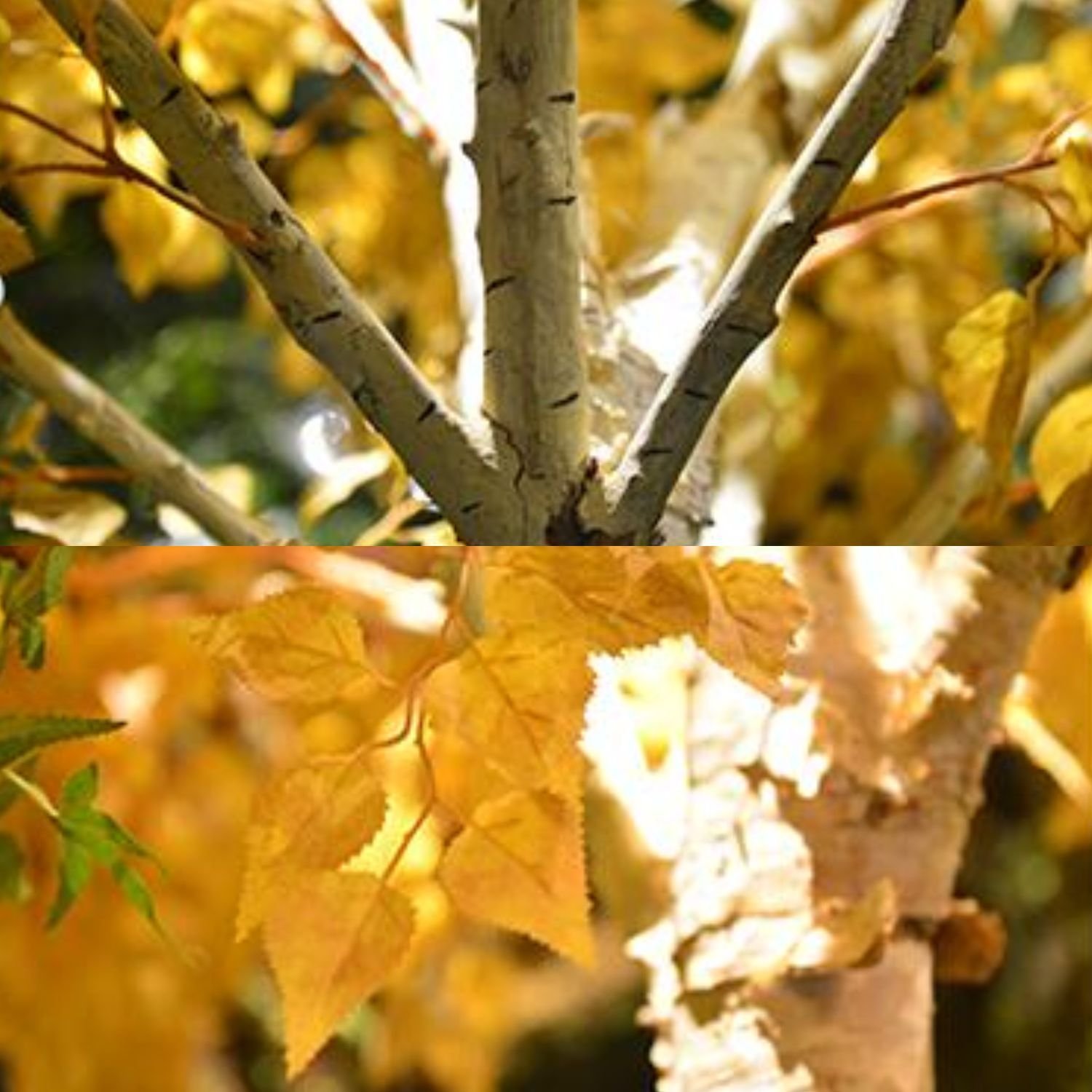 Artificial White Birch Tree