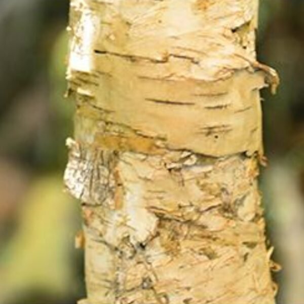 Artificial White Birch Tree