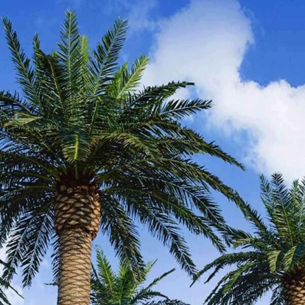 Large Artificial Date Palm