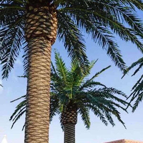 Large Artificial Date Palm