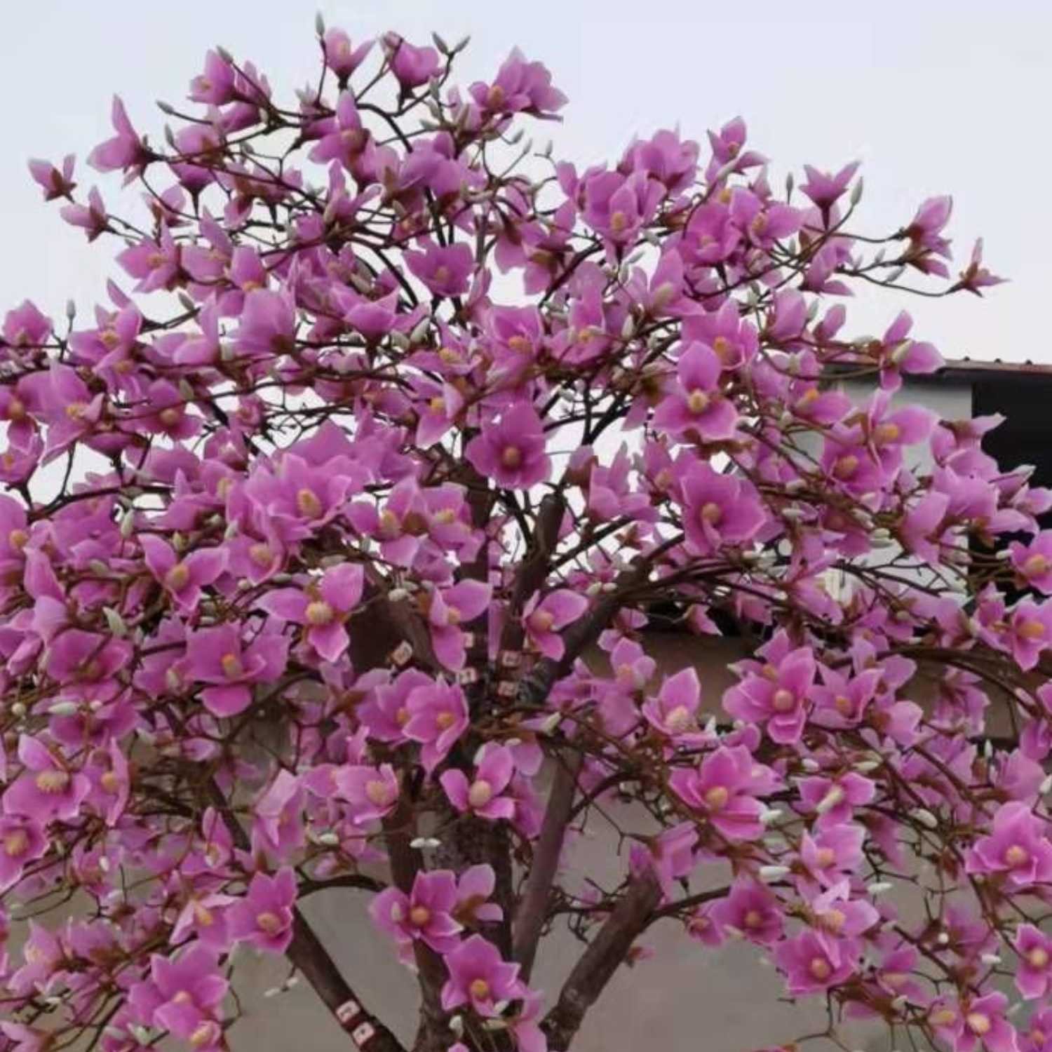 Large Artificial Magnolia Tree