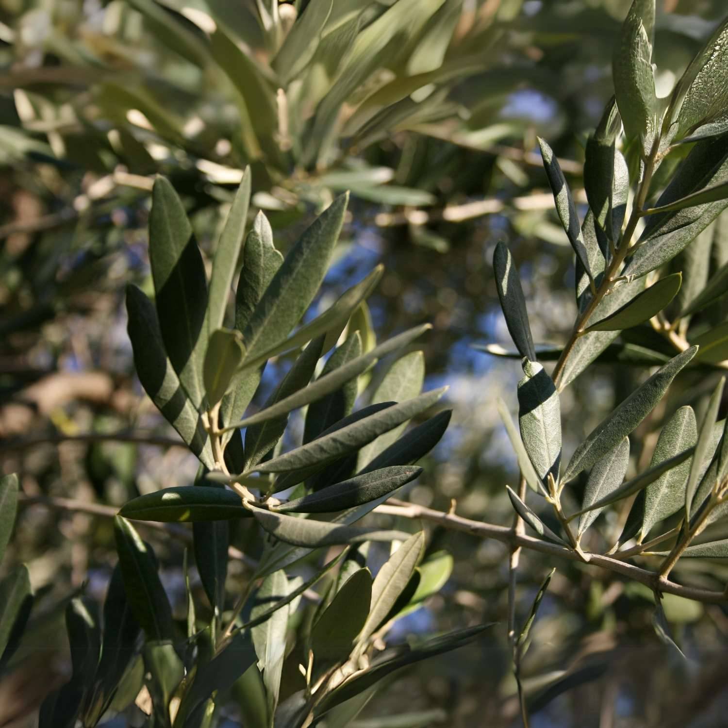 Oakco Olive Tree Plant Artificial