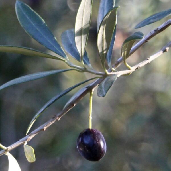 Realistic Artificial Olive Trees