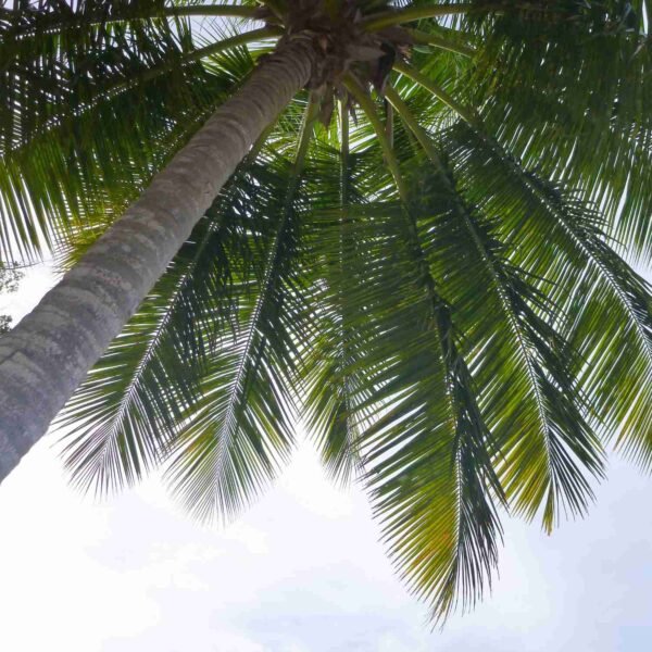 Tall Artificial Palm Trees