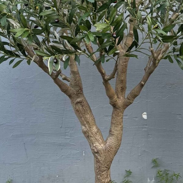 Oakco Faux Olive Tree Potted