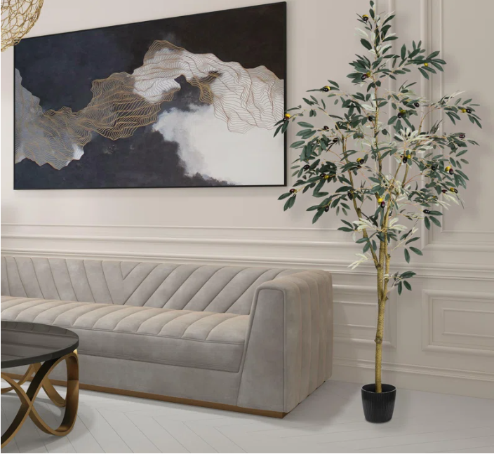 Olive tree is an option for interior home decor.