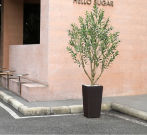 Add a potted olive tree to your space to add layers and color.
