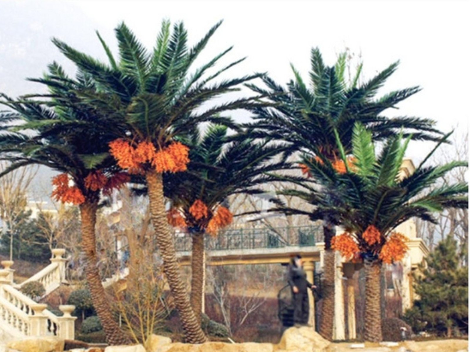 أشجار اصطناعية تواجه العاصفة