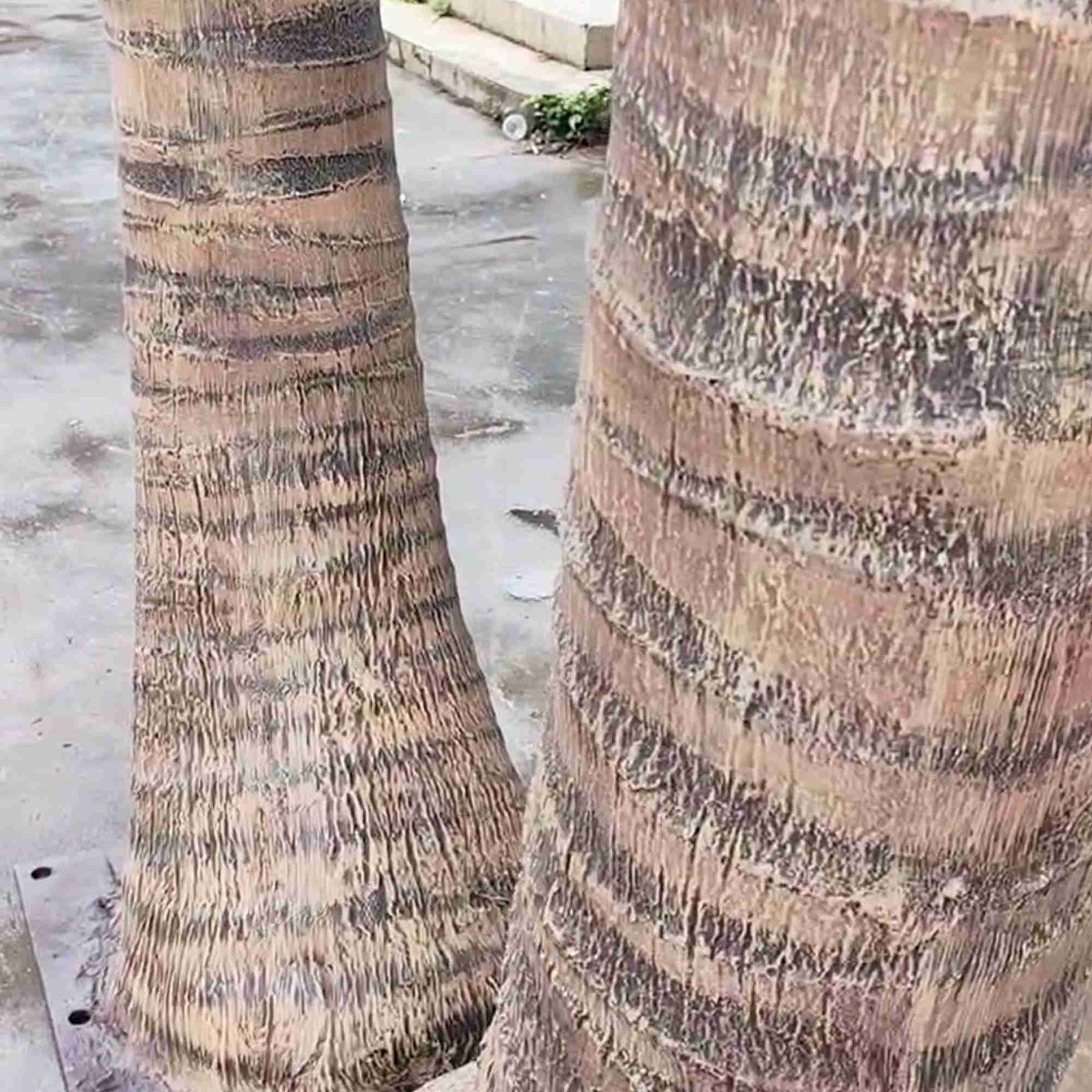 شجرة نخيل اصطناعية (2)
