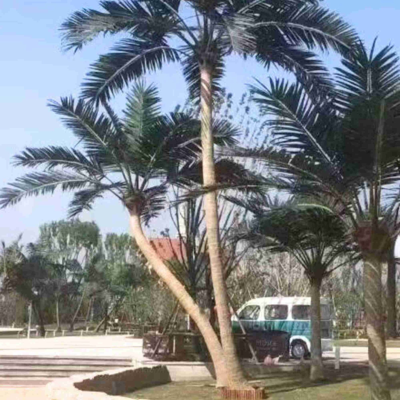شجرة النخيل الاصطناعية