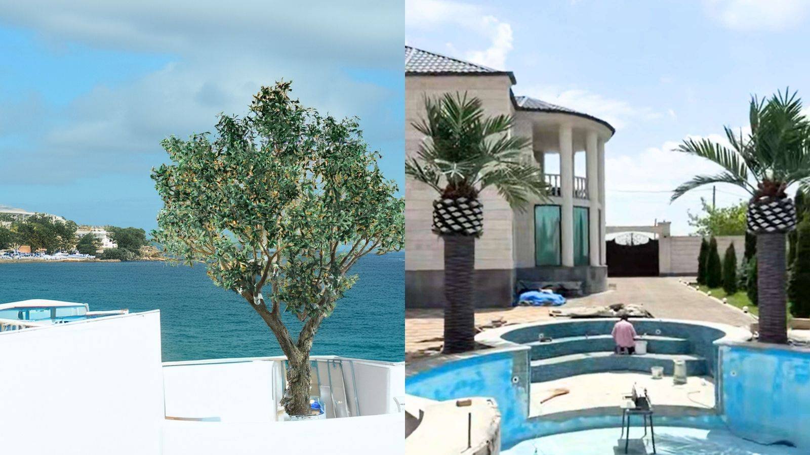 Olive vs. Palm vs. Banyan