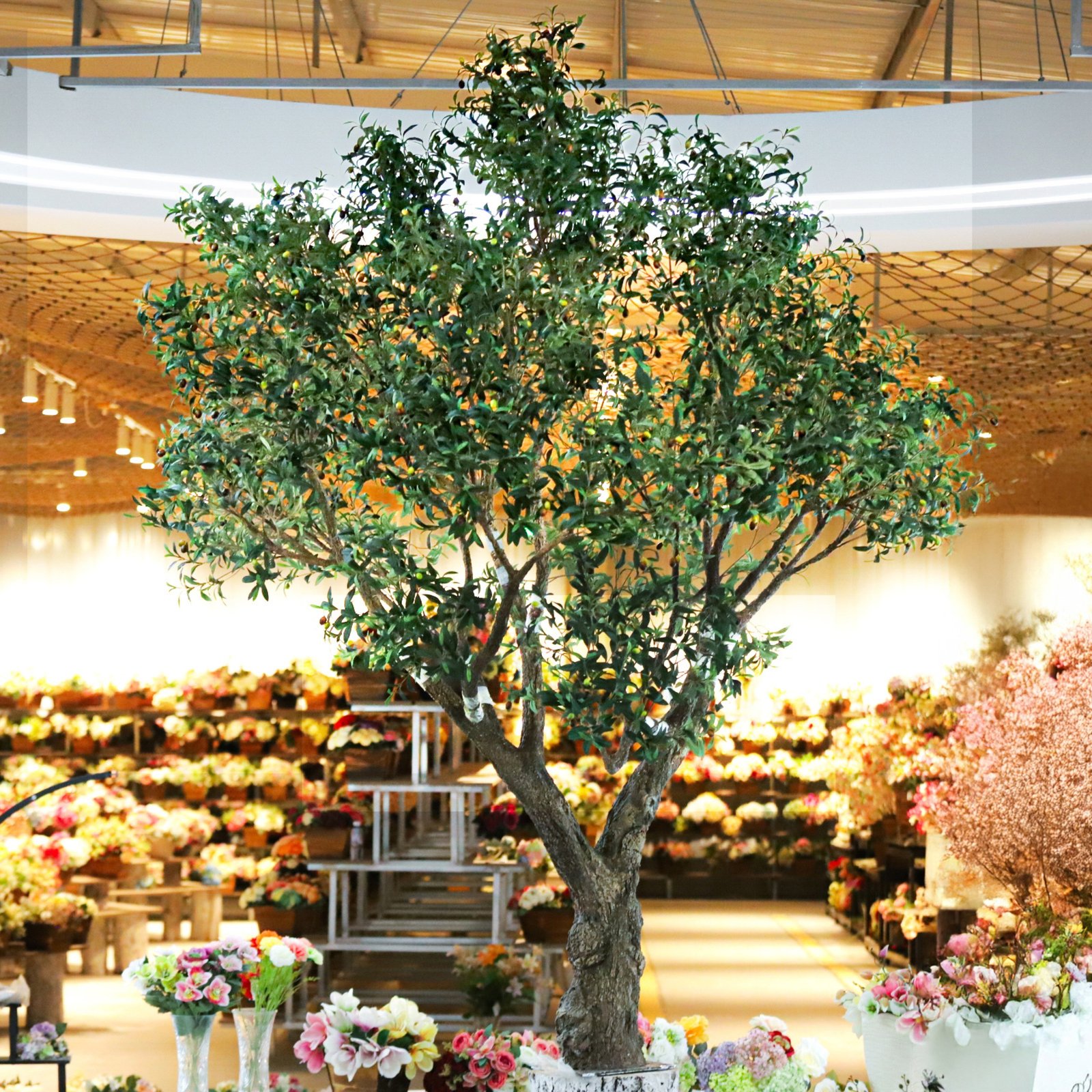 Large olive tree