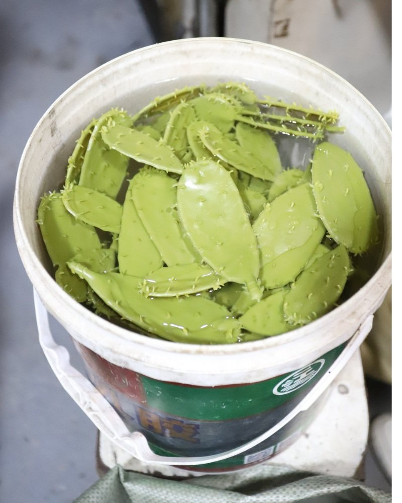 Artificial cactus leaves prepared for production