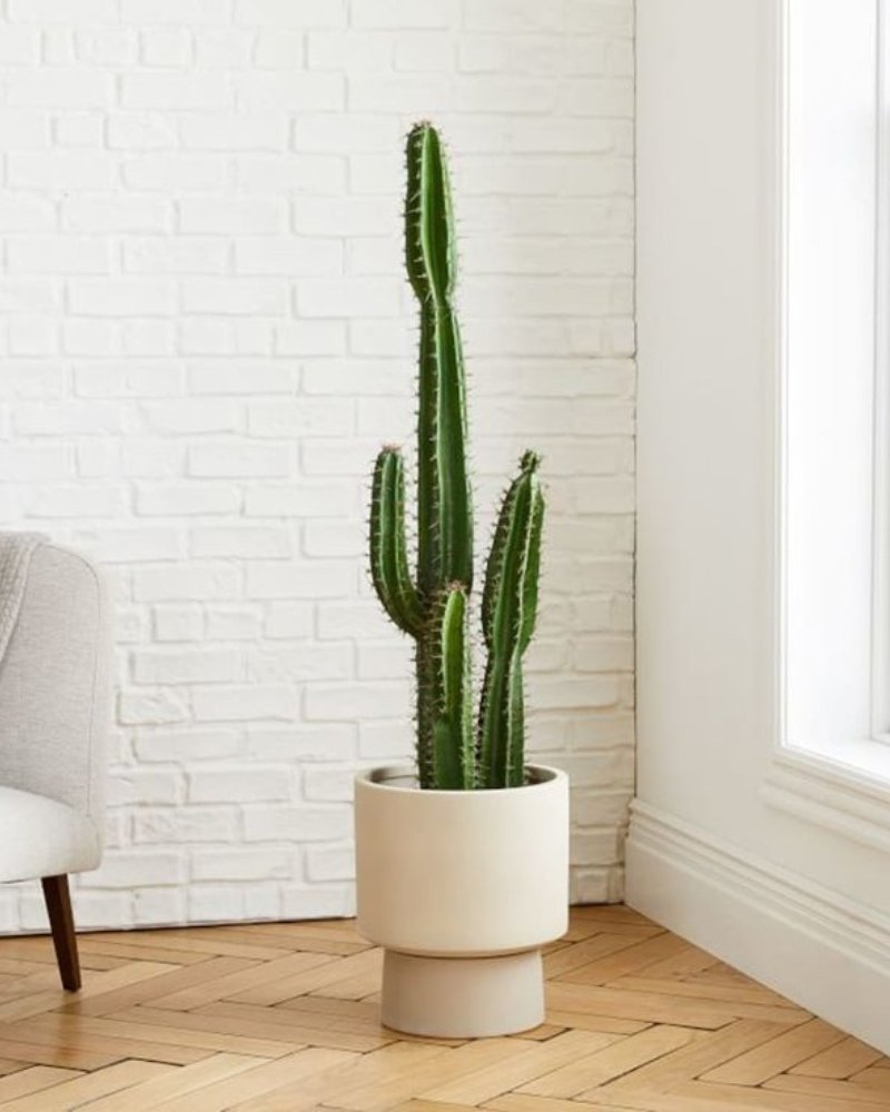 Artificial cactus plants
