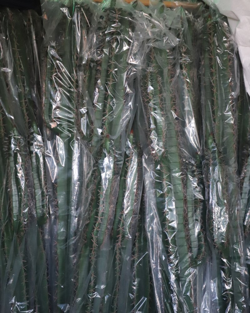 Artificial cactus production (7)