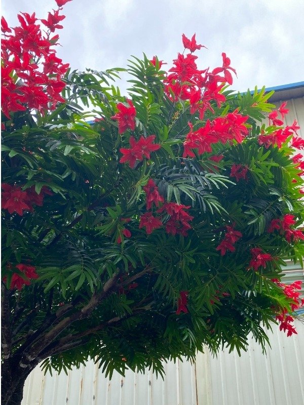 Close-up of artificial Royal Poinciana tree with vibrant red blossoms and dense green leaves.