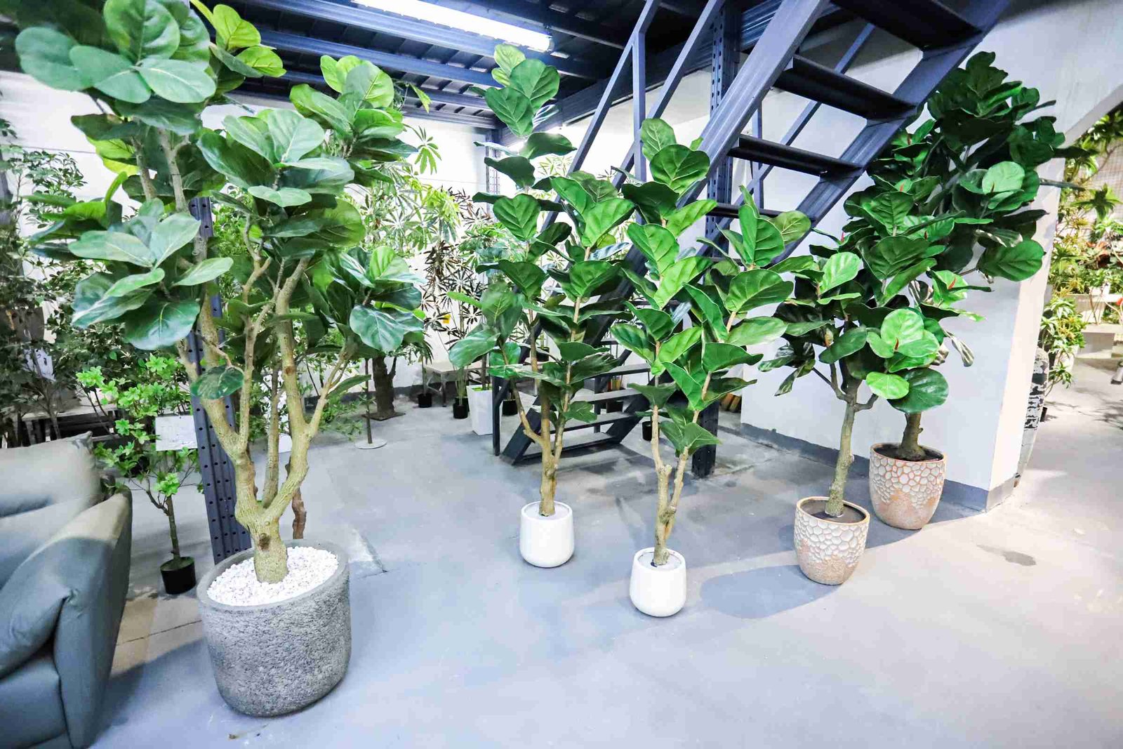 Faux Fiddle Leaf Fig Collection (3)