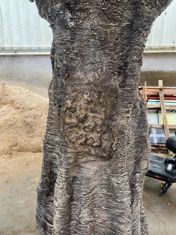 Realistic texture of an artificial Royal Poinciana tree trunk, showing detailed bark patterns for commercial interior design.