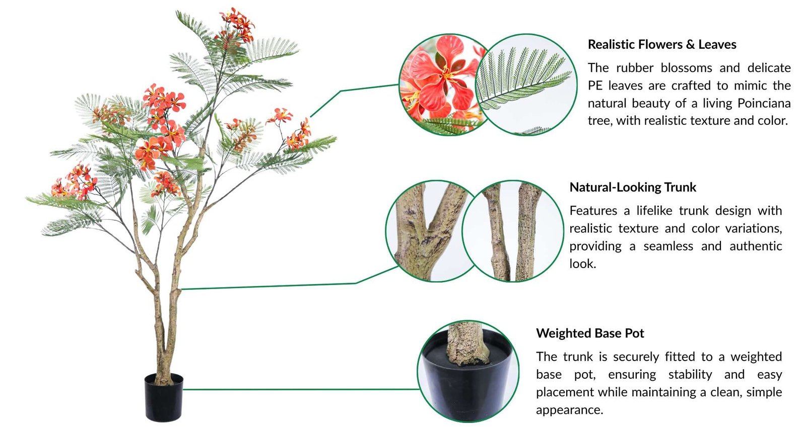 Royal Poinciana Tree