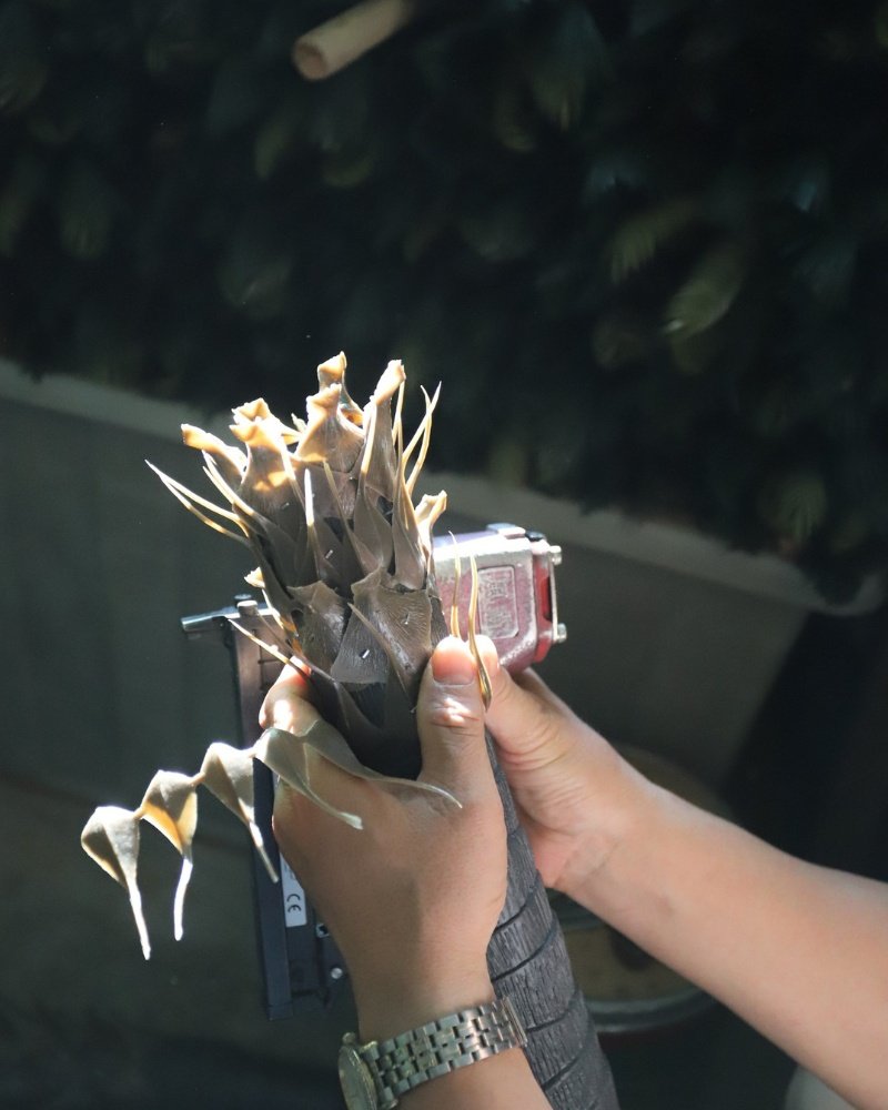 Workers adding details to artificial cactus stems (3)