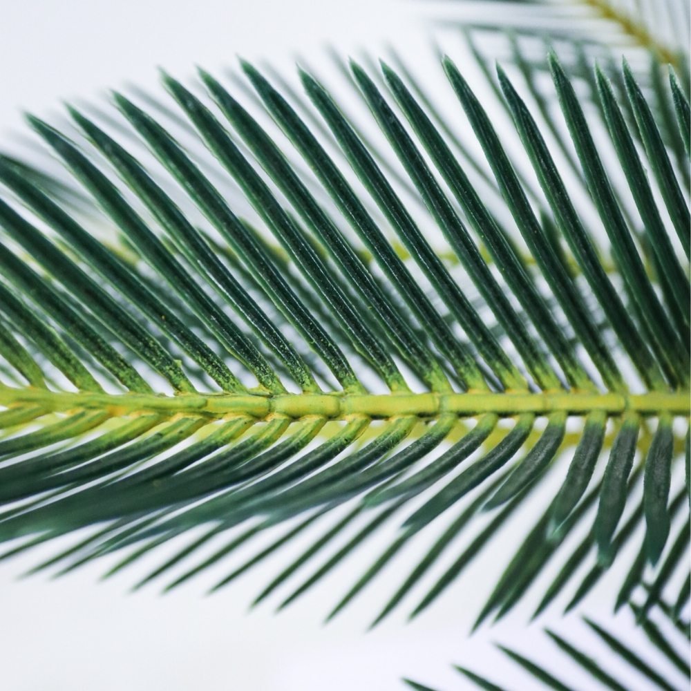 foliage of a fake sago palm tree