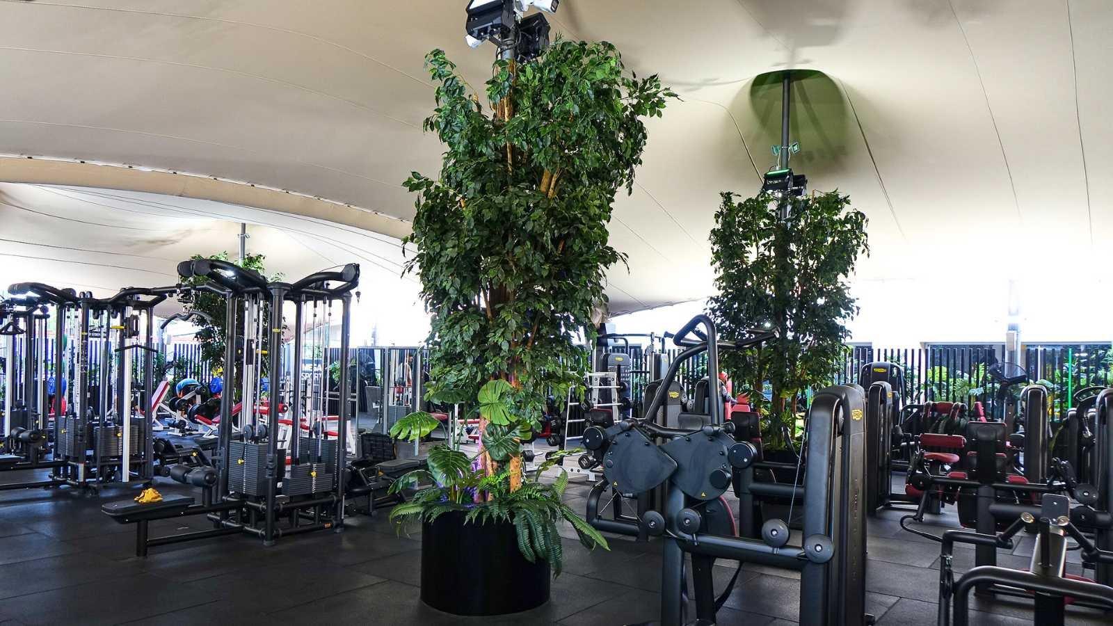 A close-up of a large potted artificial Ficus tree within the gym, highlighting the dense, vibrant green foliage and the dark planter, contrasting with the gym equipment.