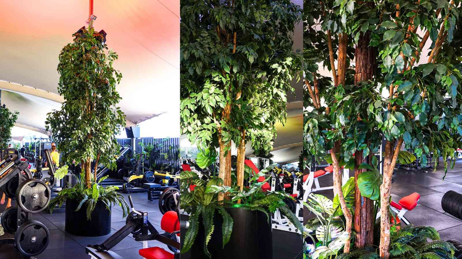 A wide shot of a gym floor with white exercise machines and large, custom artificial Ficus trees standing as central pillars under a vaulted fabric ceiling.