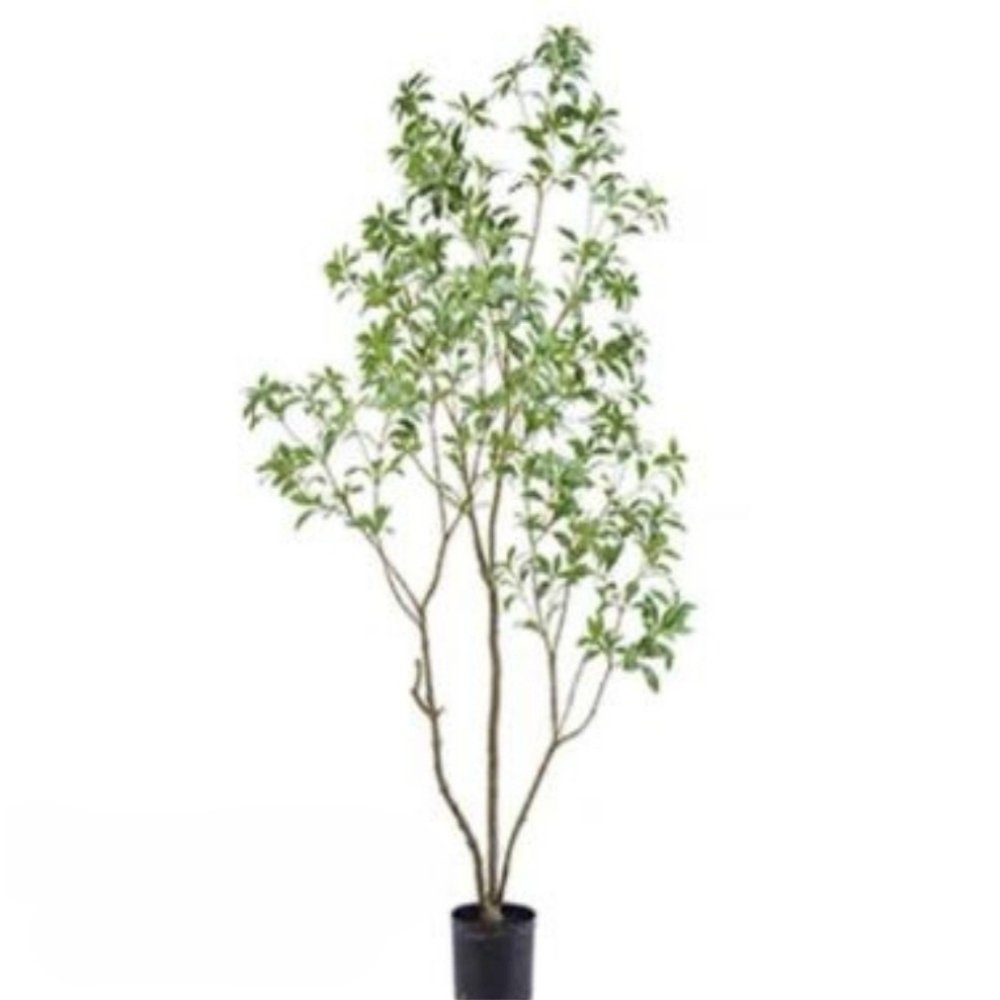 artificial Pieris