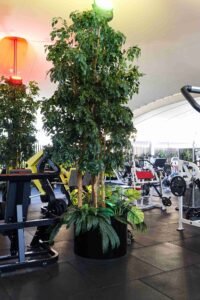 artificial ficus tree