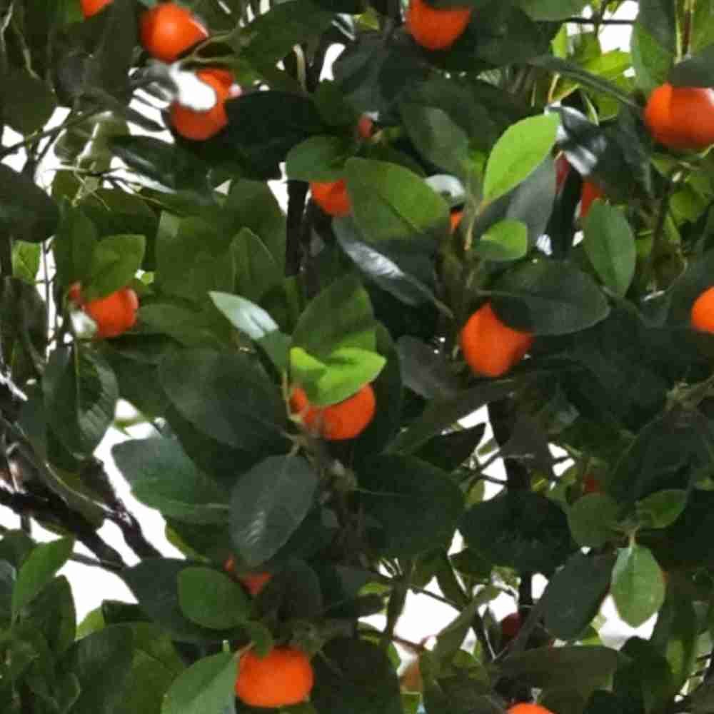 A dense and vibrant canopy view of an Oakco artificial orange tree showcasing its full foliage.