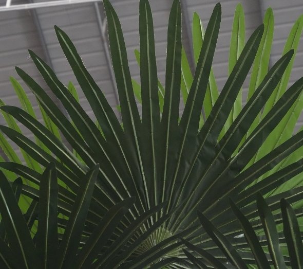 Large preserved fan palm leaf showing authentic texture for indoor tropical landscaping.