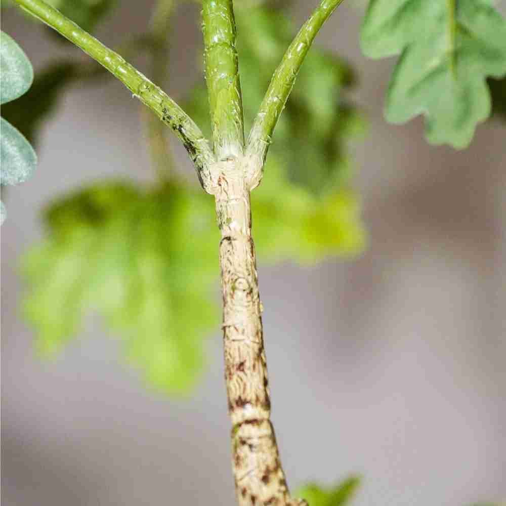 Macro view of the high-quality branch attachment and stem detail of an artificial oak tree.