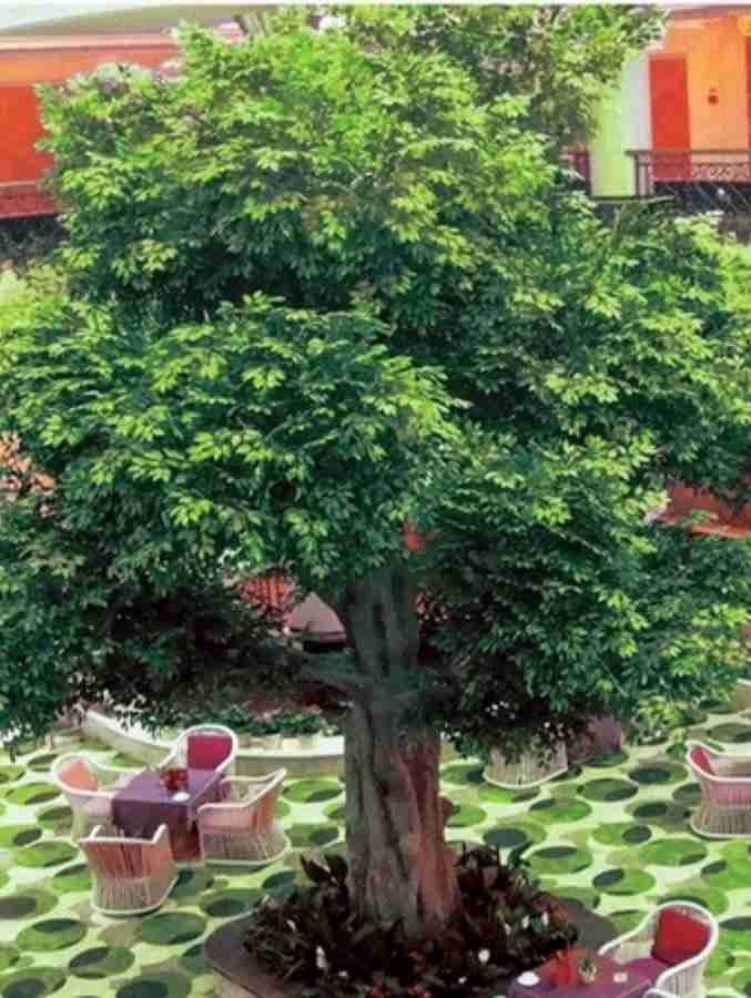 Large artificial ficus tree used in indoor landscape decoration, ideal for commercial interiors and public spaces
