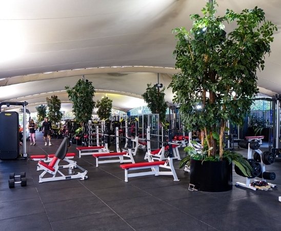 Artificial ficus trees placed in a modern gym to bring greenery into the workout environment