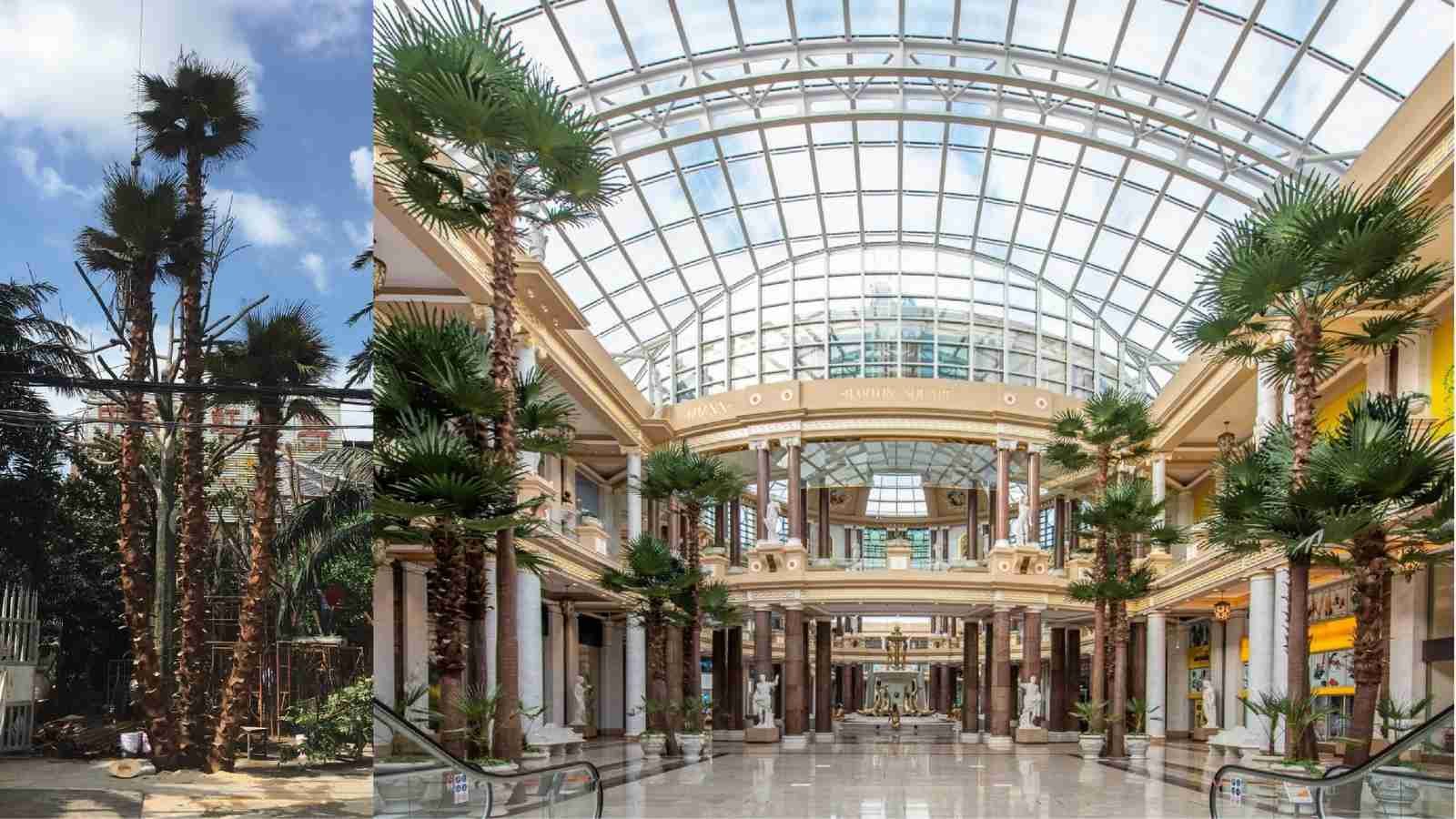 Preserved fan palm trees installed beneath a glazed commercial atrium roof