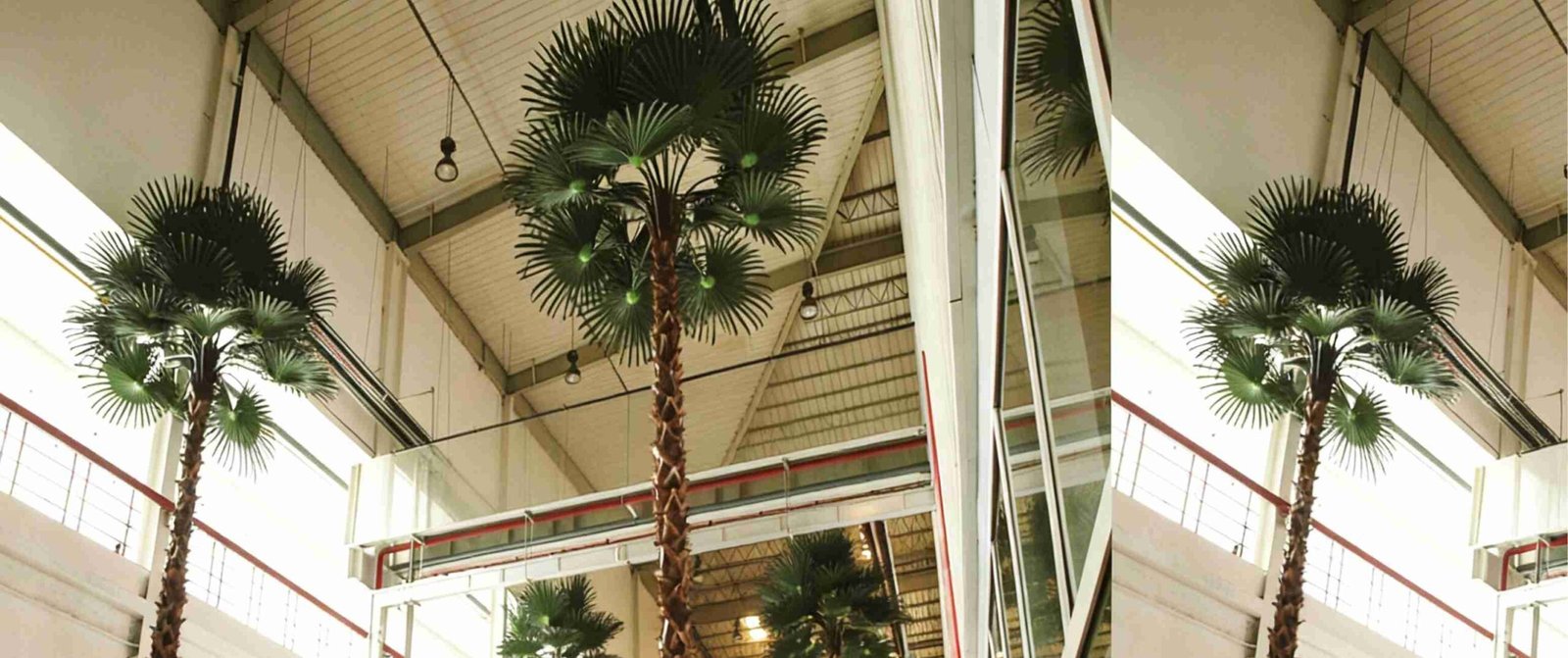 Large preserved fan palm tree with real bark trunk and fan foliage