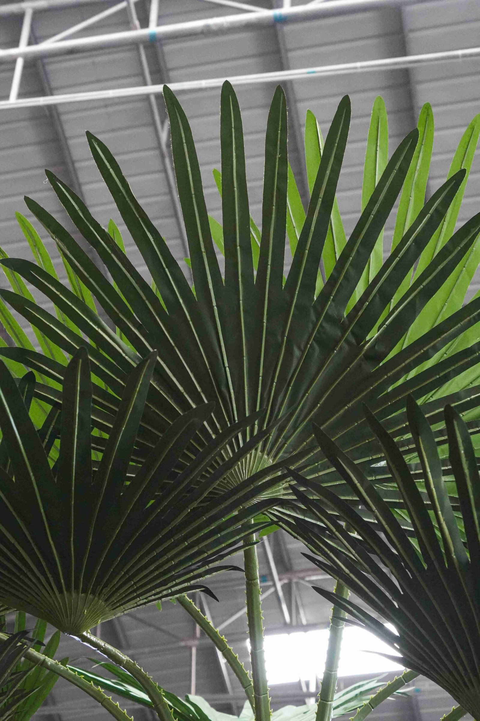 Preserved Washingtonia fan palm with real bark trunk and broad fan foliage