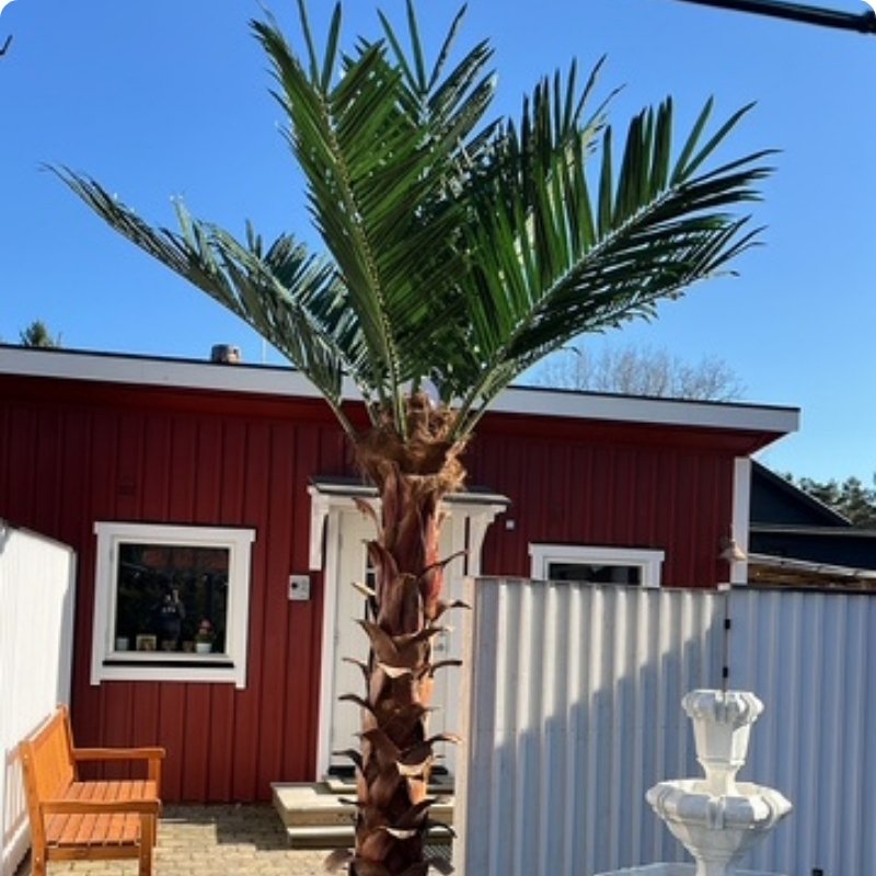 preserved palm tree vs artificial palm tree for commercial projects