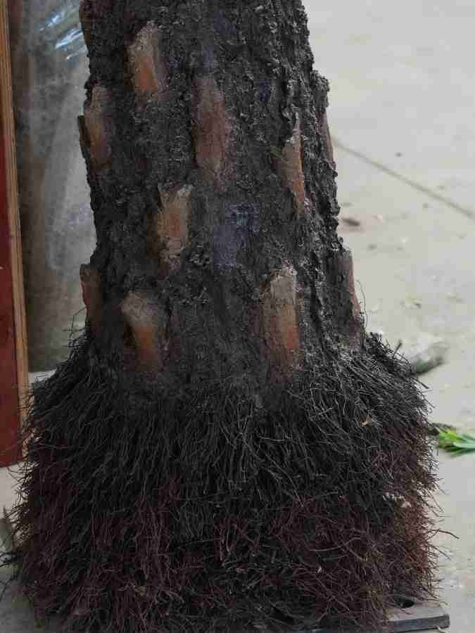 oakco-large-fern-tree-stable-base-detail