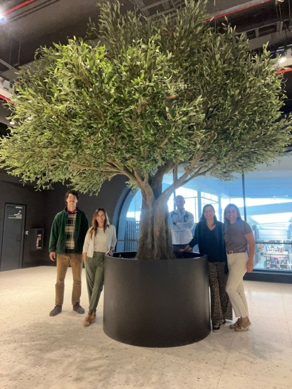 Large artificial olive tree in a black round planter for shopping mall atrium and commercial interior landscaping