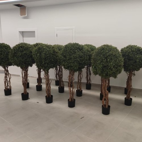 Oakco boxwood shipment prepared for a project in the UAE