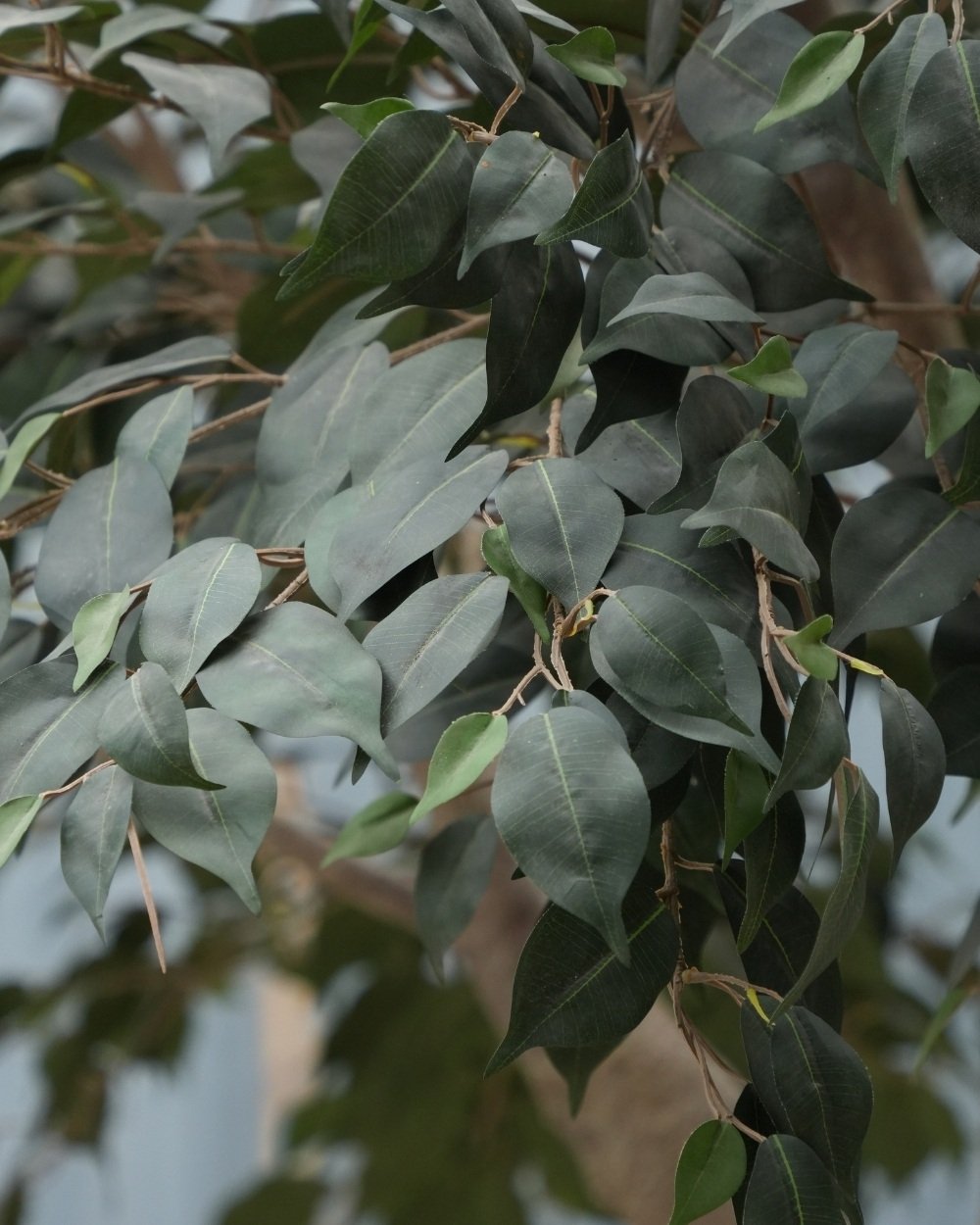 Artificial banyan tree leaves and layered green canopy foliage