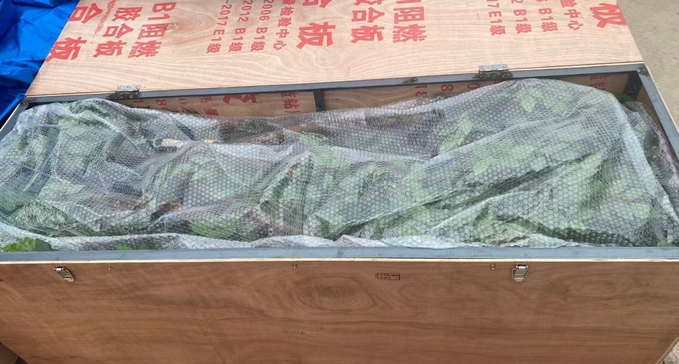 Large artificial banyan tree sections protected in wooden export packing