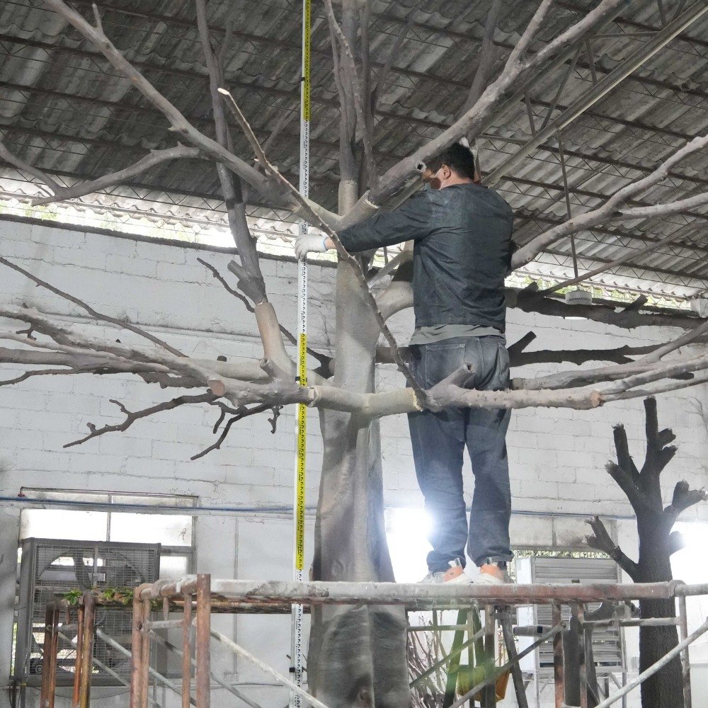Height and structure check on a large artificial banyan tree before packing