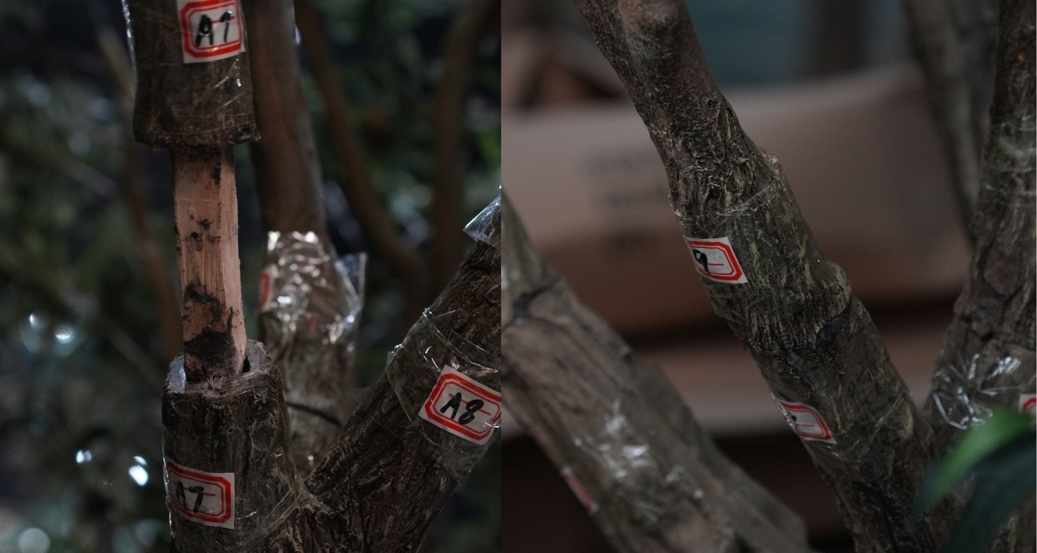 Numbered Artificial Olive Tree Connections Numbered artificial olive tree branch connections for on-site installation