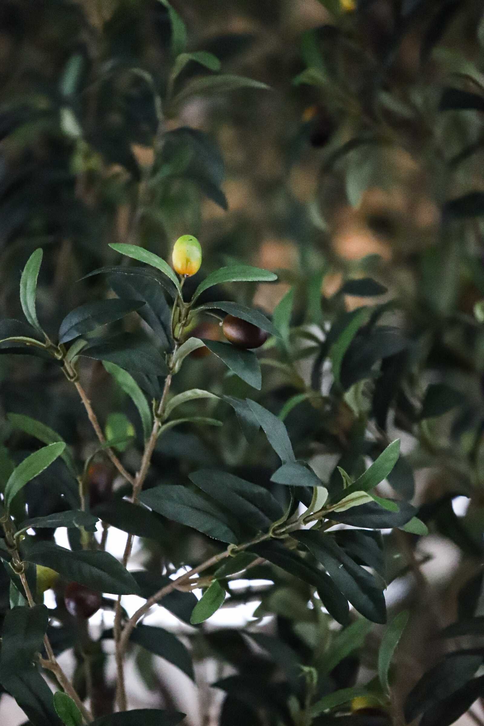 Artificial Olive Leaves with Fruit Artificial olive tree leaves with optional olive fruits